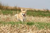 CORGI PEMBROKE 259